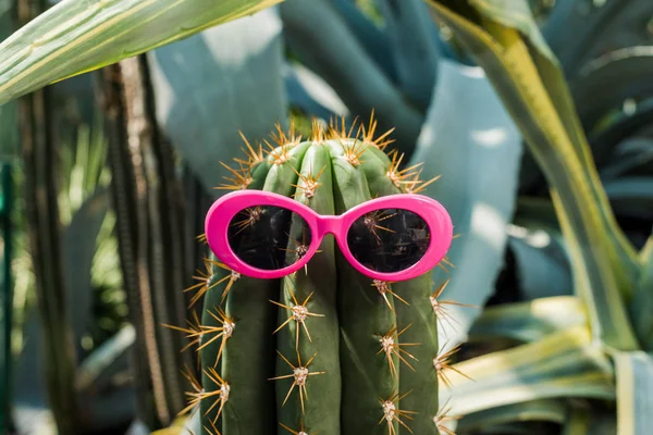 Vue rapprochée du magnifique cactus vert avec des lunettes de soleil roses en serre — Photo de stock