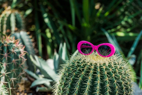 Bellissimo cactus verde con occhiali da sole rosa in serra — Foto stock