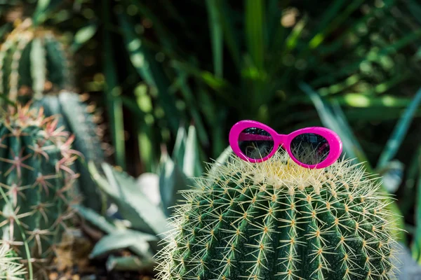 Hermoso cactus verde con gafas de sol de color rosa en invernadero - foto de stock