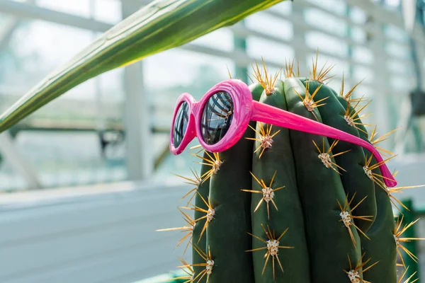 Schöner grüner Kaktus mit knallpinkfarbener Sonnenbrille im Gewächshaus — Stockfoto