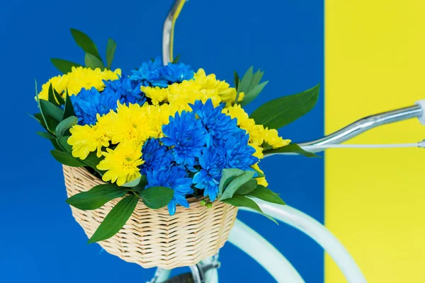 Basket with chrysanthemum flowers on bicycle isolated on blue and yellow background — Stock Photo