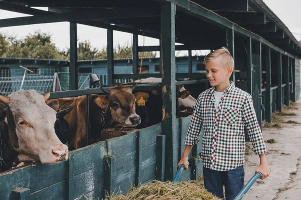 Niño feliz empujando carretilla con hierba y mirando a las vacas en establo - foto de stock