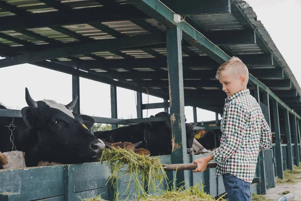 Vue latérale de l'enfant nourrissant les vaches avec de l'herbe au ranch — Photo de stock