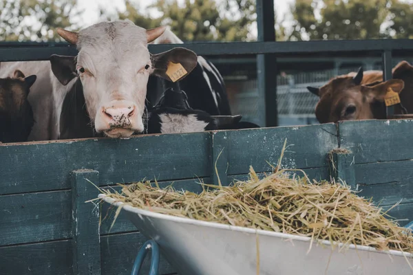 Nahaufnahme einer Schubkarre mit trockenem Gras und Kühen im Stall auf einem Bauernhof — Stockfoto