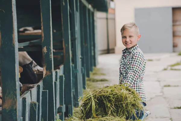 Happy boy smiling at camera while feeding cows with grass — Stock Photo