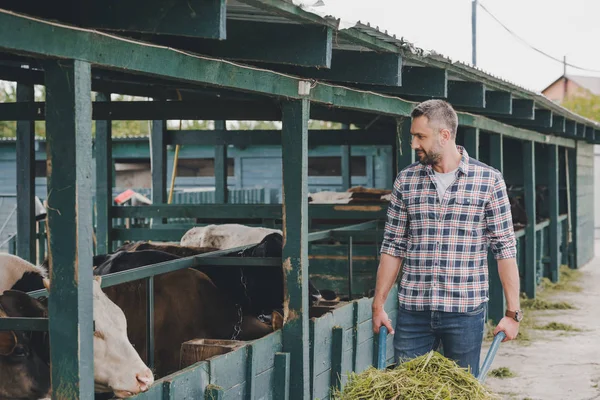 Granjero sonriente con camisa a cuadros alimentando vacas con hierba en el rancho - foto de stock