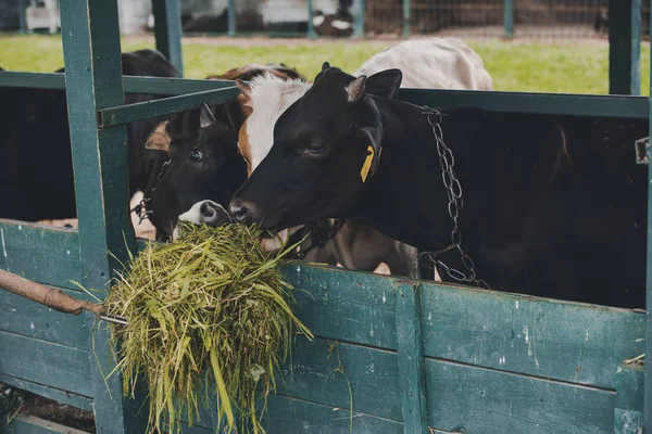 Beautiful cows eating grass in stall at farm — Stock Photo