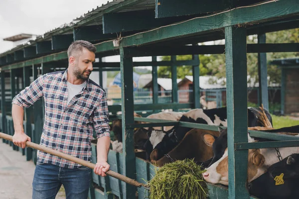Agricultor de mediana edad en camisa a cuadros alimentar a las vacas con hierba en el rancho - foto de stock