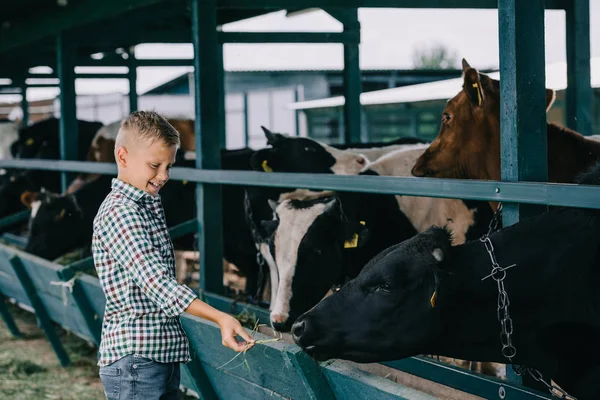 Glückliches Kind im karierten Hemd, das Kühe im Stall füttert — Stockfoto