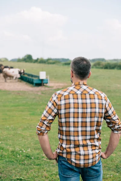 Back view of farmer standing with hands on waist and looking at cattle in field — Stock Photo