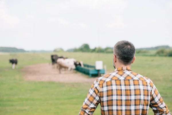 Vista posterior del agricultor en camisa a cuadros de pie y mirando el campo - foto de stock
