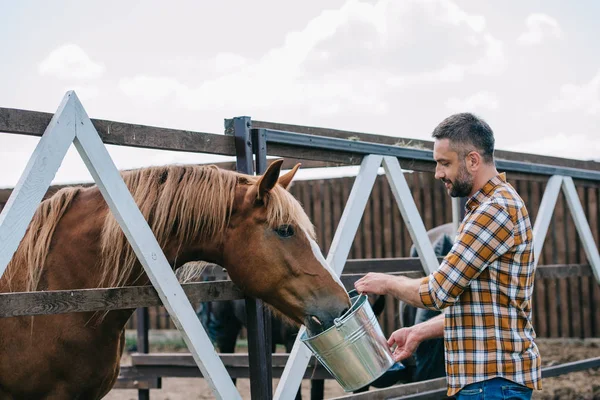 Вид сбоку фермера, держащего ведро и кормящего лошадь в конюшне — стоковое фото
