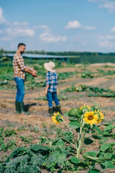 Belos girassóis florescendo e pai com filho trabalhando na fazenda atrás — Fotografia de Stock