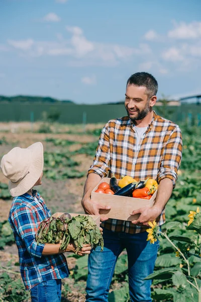 Heureux père et fils tenant des boîtes avec des légumes mûrs et se souriant dans le champ — Photo de stock