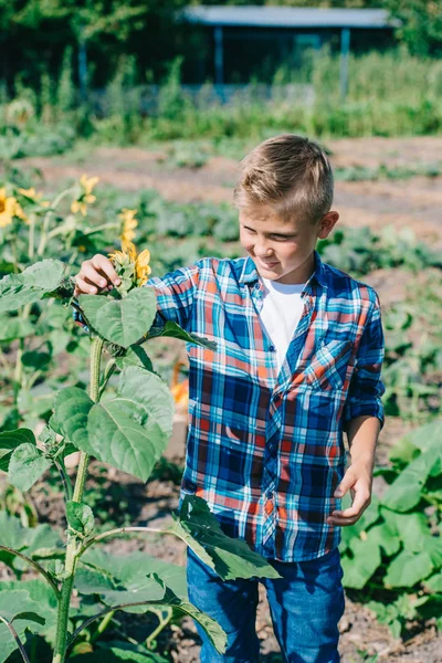 Glückliches Kind schaut Sonnenblume an, während es auf Feld geht — Stockfoto