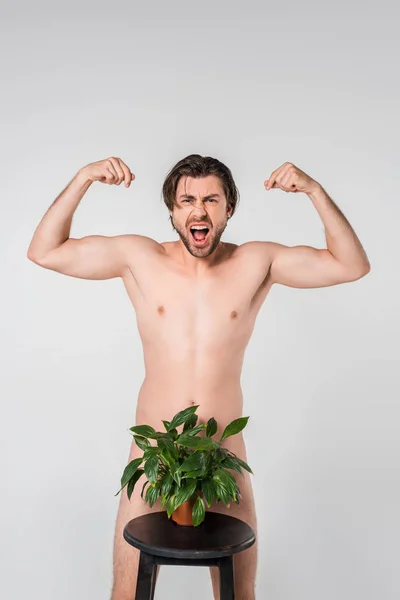 Hombre desnudo gritando mostrando músculos mientras está de pie detrás de la planta verde en maceta en silla aislada en gris - foto de stock