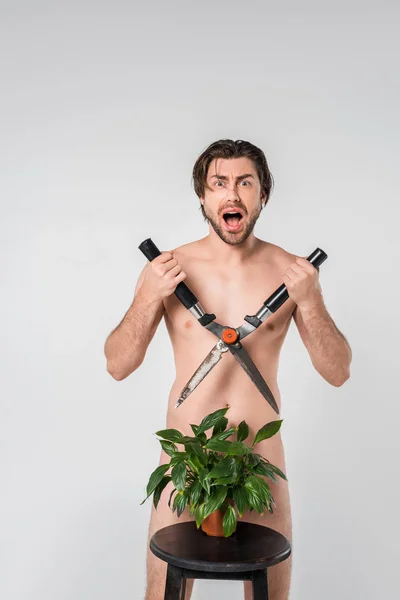 Кричащий голый мужчина с клиппером, стоящий за зеленым растением в цветочном горшке на стуле, изолированном на сером — стоковое фото