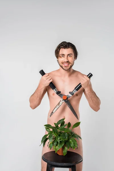 Улыбающийся голый мужчина с клиппером, стоящий за зеленым растением в цветочном горшке на стуле, изолированном на сером — стоковое фото