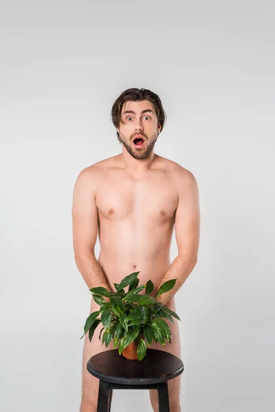 Shocked naked man standing behind green plant in flowerpot on chair isolated on grey — Stock Photo