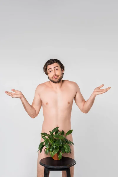 Emotional naked man standing behind green plant in flowerpot on chair isolated on grey — Stock Photo