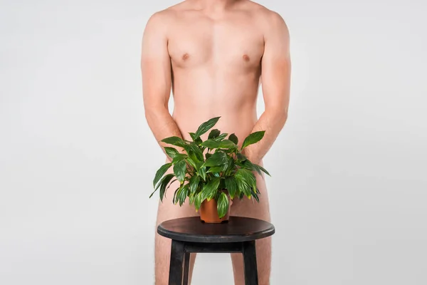 Cropped shot of naked man standing behind green plant in flowerpot on chair isolated on grey — Stock Photo