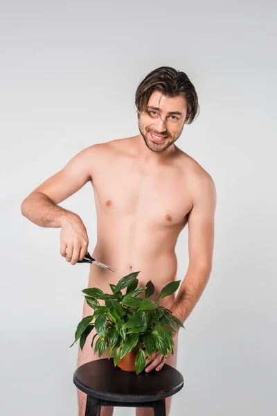 Uomo nudo sorridente con le forbici in piedi dietro la pianta verde in vaso da fiori sulla sedia isolata su grigio — Foto stock