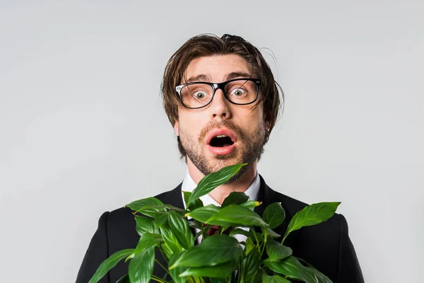 Портрет шокированного бизнесмена в костюме и очки с зеленым растением в цветочном горшке, изолированном на сером — Stock Photo