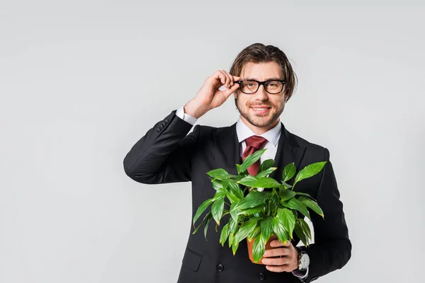 Ritratto di uomo d'affari sorridente in abito e occhiali con pianta verde in vaso da fiori — Foto stock