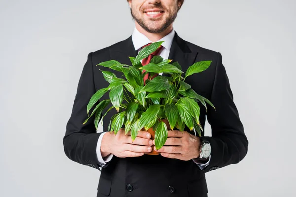 Vue partielle de l'homme d'affaires souriant en costume tenant la plante verte dans le pot de fleurs isolé sur gris — Photo de stock