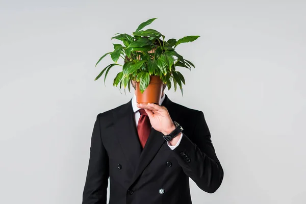 Vue obscure de l'homme d'affaires en costume avec plante verte en pot isolé sur gris — Photo de stock