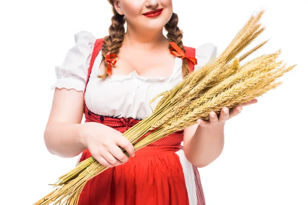 Обрізане зображення офіціантки в традиційній баварській сукні, що тримає вуха пшениці ізольовані на білому тлі — стокове фото