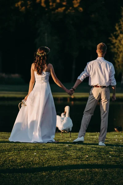 Vue arrière du jeune couple de mariage tenant la main et debout près du lac avec de beaux cygnes — Photo de stock