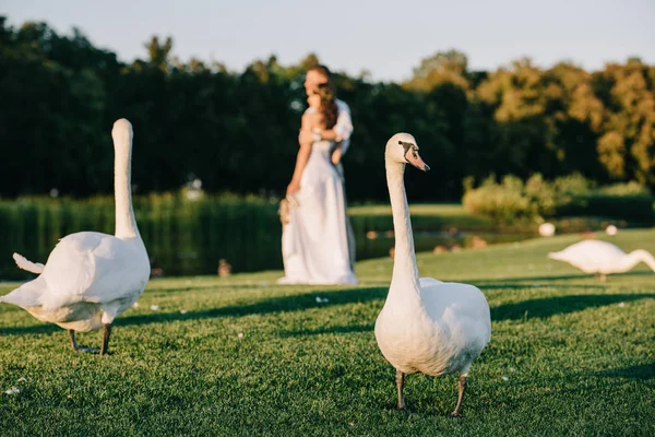 Close-up view of beautiful swans on green grass and young wedding couple standing behind near lake — Stock Photo