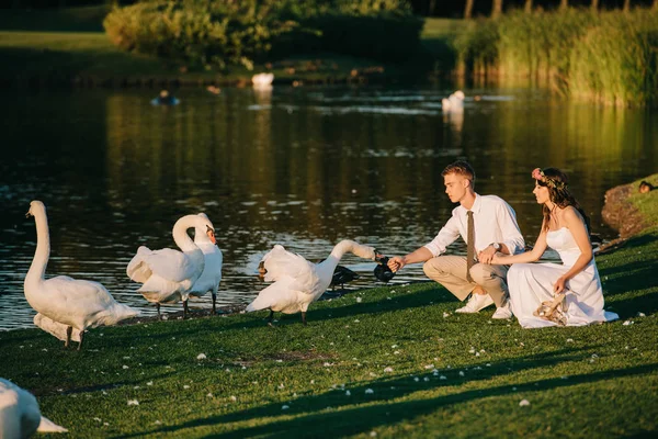 Hermosa joven pareja de boda alimentación cisnes cerca del lago - foto de stock