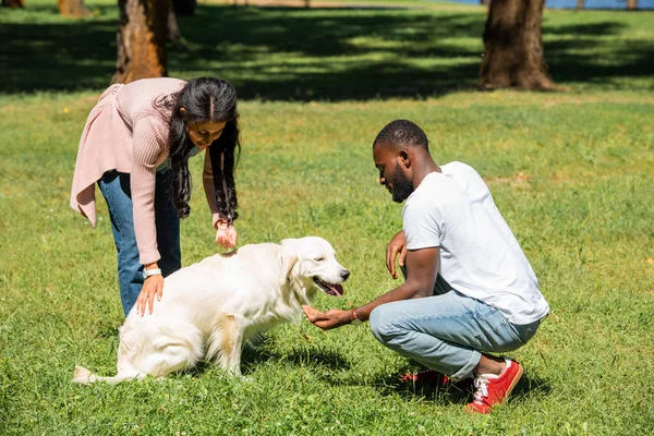 African american couple palming golden retriever in park — Stock Photo