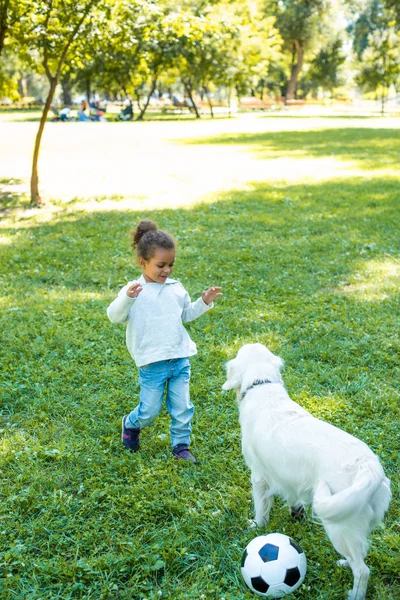Adorable african american kid playing with golden retriever and football ball in park — Stock Photo