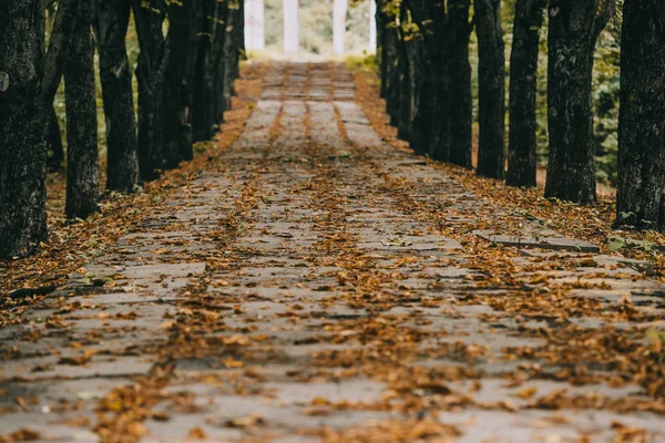 Вид пустого осеннего парка с коричневой листвой на тропе — стоковое фото