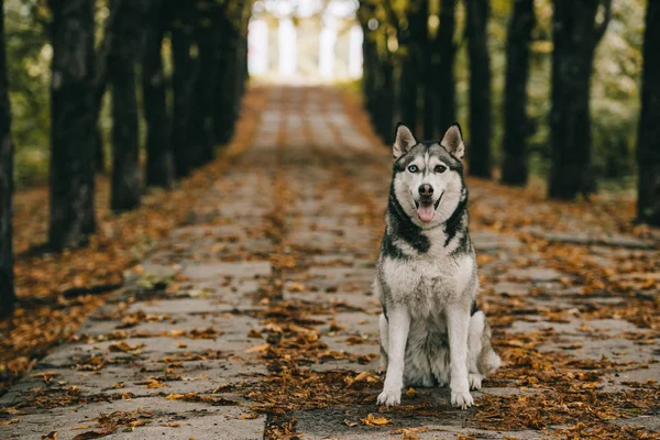 Cão husky amigável sentado na folhagem no parque de outono — Fotografia de Stock