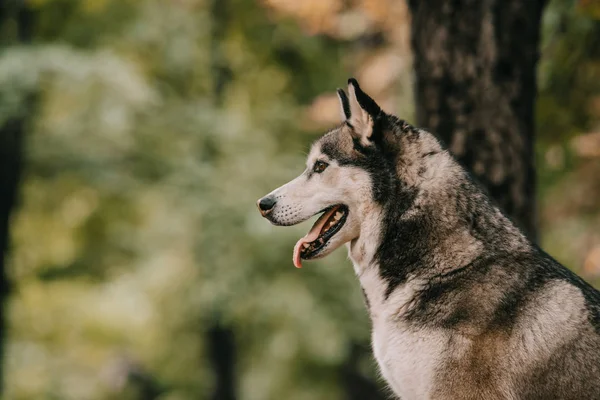 Siberiano husky cão sentado no parque — Fotografia de Stock