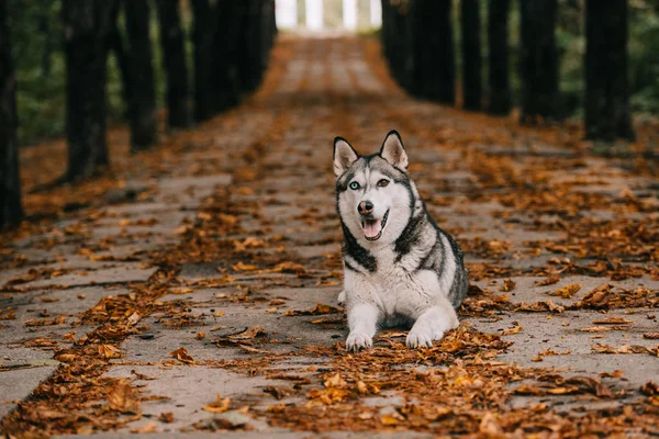 Chien husky sur feuillage dans le parc d'automne — Photo de stock