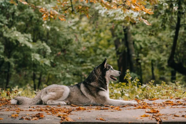 Husky-Hund liegt im Herbstpark — Stockfoto