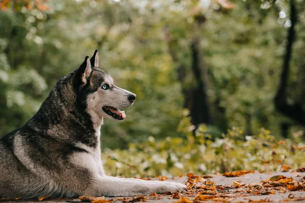 Perro husky siberiano en el parque de otoño - foto de stock