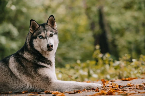 Chien husky sibérien couché dans le parc d'automne — Photo de stock