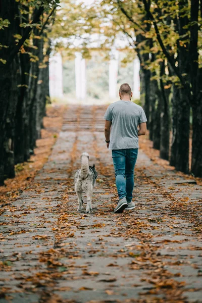 Vista posteriore dell'uomo che cammina con cane husky siberiano nel parco autunnale — Foto stock