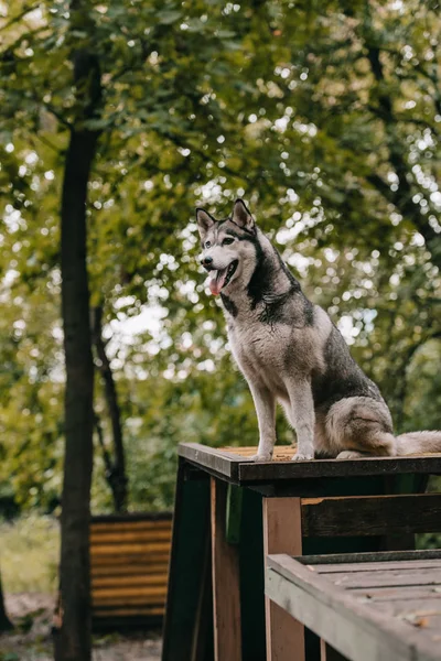 Cão husky sentado no obstáculo no chão agilidade — Fotografia de Stock