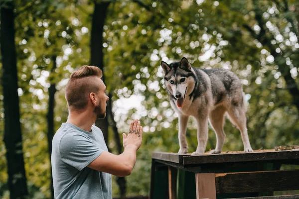 Cynologist gesto comando a husky perro en obstáculo — Stock Photo