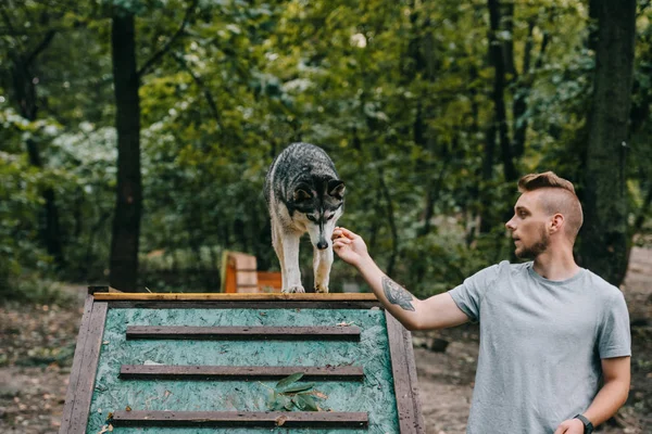 Cynologist with husky on dog walk obstacle — Stock Photo