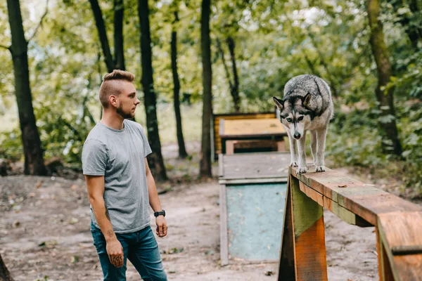 Cynologue formation avec husky sur chien promenade obstacle dans le parc — Photo de stock