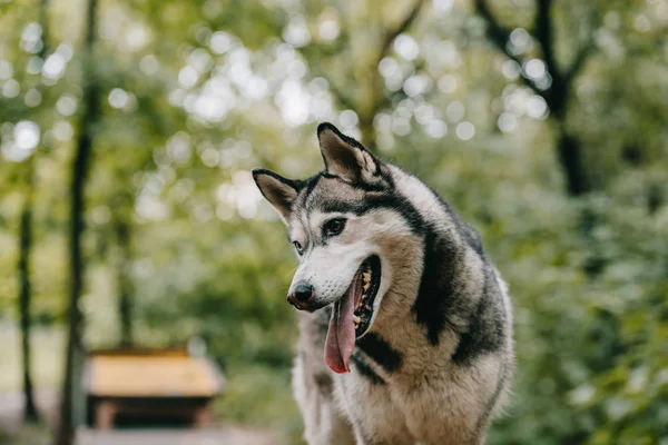 Chien husky sibérien dans un parc vert — Photo de stock