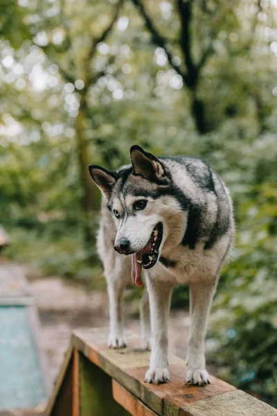 Siberian husky dog walking obstacle on agility trial — Stock Photo